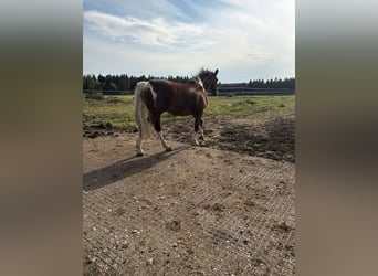 American Paint Horse Croisé, Hongre, 20 Ans, 164 cm, Pinto
