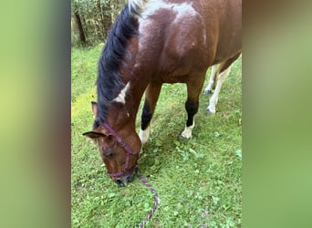 American Paint Horse Croisé, Hongre, 20 Ans, 164 cm, Pinto