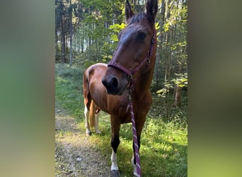 American Paint Horse Croisé, Hongre, 20 Ans, 164 cm, Pinto