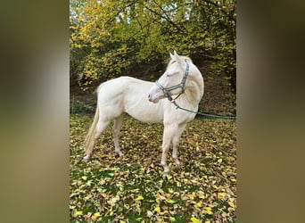 American Paint Horse, Hongre, 2 Ans, 147 cm