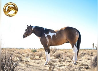 American Paint Horse, Hongre, 2 Ans, 152 cm, Buckskin