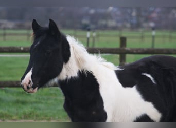 American Paint Horse, Hongre, 2 Ans, 152 cm, Noir