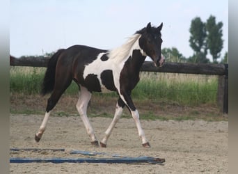 American Paint Horse, Hongre, 2 Ans, 152 cm, Noir