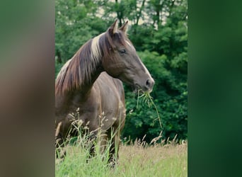 American Paint Horse, Hongre, 2 Ans, 155 cm, Buckskin