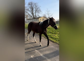 American Paint Horse, Hongre, 2 Ans, 155 cm, Buckskin