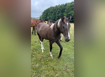 American Paint Horse, Hongre, 2 Ans, 155 cm, Buckskin