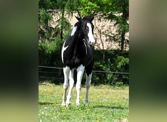 American Paint Horse, Hongre, 2 Ans, 162 cm, Tovero-toutes couleurs