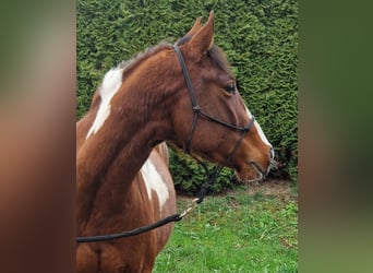 American Paint Horse, Hongre, 3 Ans, 143 cm, Tobiano-toutes couleurs