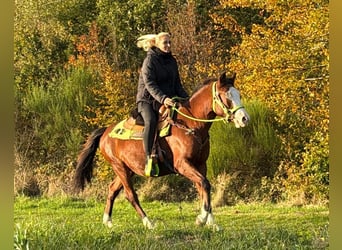 American Paint Horse, Hongre, 3 Ans, 144 cm, Pinto