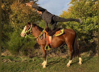 American Paint Horse, Hongre, 3 Ans, 144 cm, Pinto