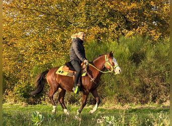 American Paint Horse, Hongre, 3 Ans, 144 cm, Pinto