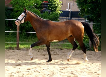 American Paint Horse, Hongre, 3 Ans, 148 cm, Overo-toutes couleurs