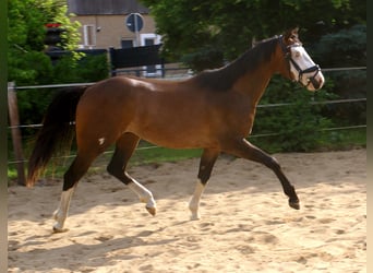 American Paint Horse, Hongre, 3 Ans, 148 cm, Overo-toutes couleurs