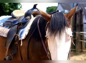 American Paint Horse, Hongre, 3 Ans, 148 cm, Overo-toutes couleurs