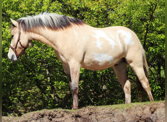 American Paint Horse Croisé, Hongre, 3 Ans, 148 cm, Tobiano-toutes couleurs