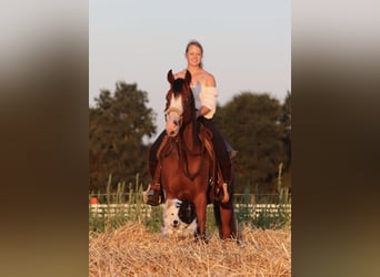 American Paint Horse Croisé, Hongre, 3 Ans, 150 cm, Bai brun