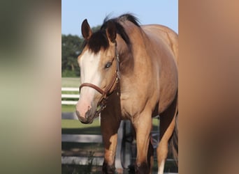 American Paint Horse Croisé, Hongre, 3 Ans, 150 cm, Buckskin