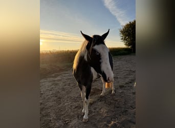 American Paint Horse, Hongre, 3 Ans, 150 cm, Tovero-toutes couleurs