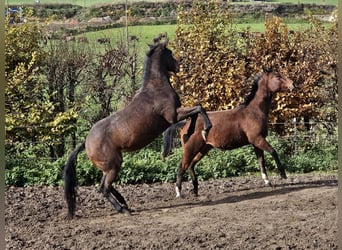 American Paint Horse, Hongre, 3 Ans, 152 cm, Bai