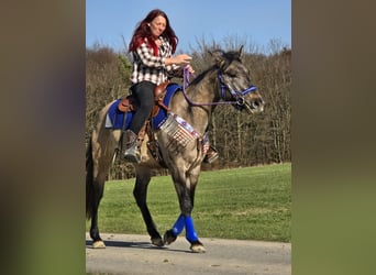 American Paint Horse Croisé, Hongre, 3 Ans, 152 cm, Grullo