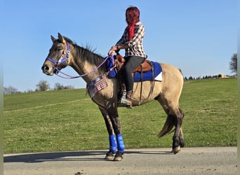 American Paint Horse Croisé, Hongre, 3 Ans, 152 cm, Grullo