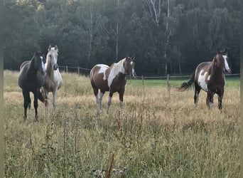 American Paint Horse, Hongre, 3 Ans, 152 cm, Pinto