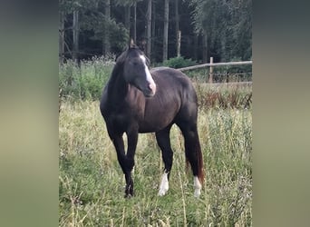 American Paint Horse, Hongre, 3 Ans, 152 cm, Pinto