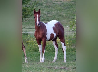 American Paint Horse, Hongre, 3 Ans, 154 cm, Alezan brûlé