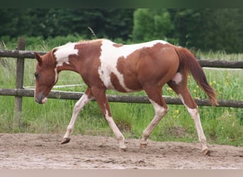 American Paint Horse, Hongre, 3 Ans, 154 cm, Alezan brûlé
