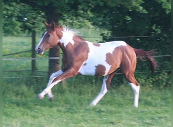 American Paint Horse, Hongre, 3 Ans, 154 cm, Alezan brûlé