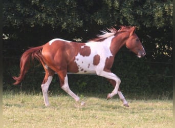 American Paint Horse, Hongre, 3 Ans, 154 cm, Alezan brûlé