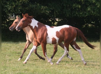 American Paint Horse, Hongre, 3 Ans, 154 cm, Alezan brûlé