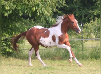 American Paint Horse, Hongre, 3 Ans, 154 cm, Alezan brûlé