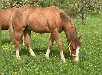 American Paint Horse, Hongre, 3 Ans, 154 cm, Alezan