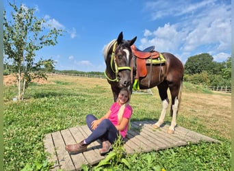 American Paint Horse, Hongre, 3 Ans, 155 cm, Pinto