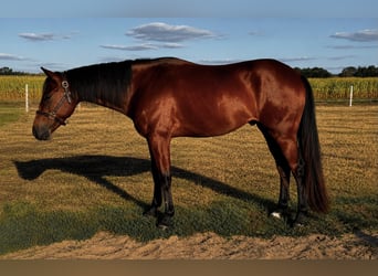 American Paint Horse, Hongre, 3 Ans, 157 cm, Bai
