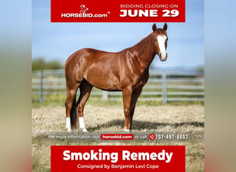 American Paint Horse, Hongre, 3 Ans, Alezan cuivré