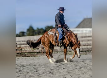 American Paint Horse, Hongre, 3 Ans, Alezan cuivré