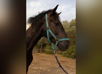 American Paint Horse, Hongre, 3 Ans, Tovero-toutes couleurs