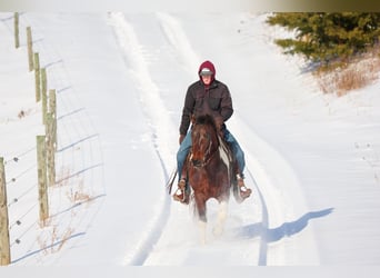 American Paint Horse, Hongre, 4 Ans, 147 cm, Bai cerise