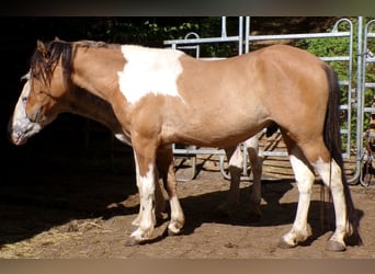 American Paint Horse Croisé, Hongre, 4 Ans, 147 cm, Pinto