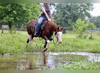 American Paint Horse, Hongre, 4 Ans, 150 cm, Alezan cuivré