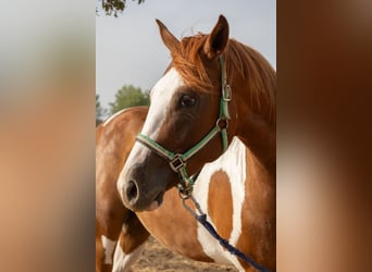 American Paint Horse, Hongre, 4 Ans, 150 cm, Tobiano-toutes couleurs