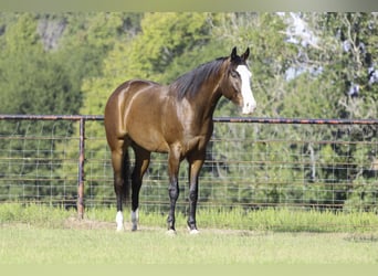 American Paint Horse, Hongre, 4 Ans, 152 cm, Bai cerise
