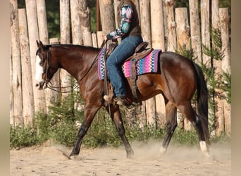 American Paint Horse, Hongre, 4 Ans, 152 cm, Bai cerise