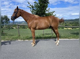 American Paint Horse, Hongre, 4 Ans, 153 cm, Alezan cuivré