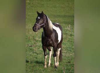 American Paint Horse, Hongre, 4 Ans, 153 cm, Tobiano-toutes couleurs