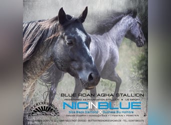 American Paint Horse, Hongre, 4 Ans, 153 cm, Tobiano-toutes couleurs