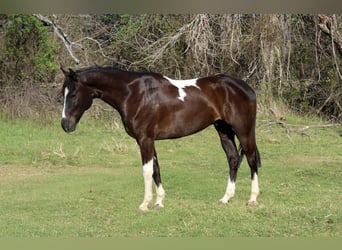 American Paint Horse, Hongre, 4 Ans, 155 cm, Noir