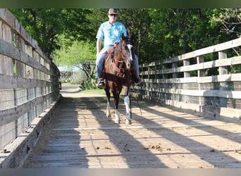 American Paint Horse, Hongre, 4 Ans, 155 cm, Noir